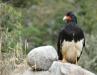 Bolivian Highlights